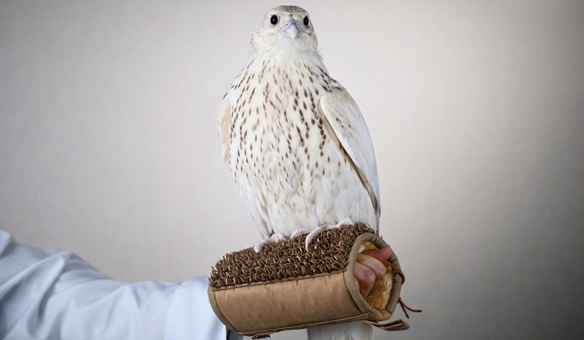 Falcon is Sold for AED 2.1 Million (USD 571,000) in Abu Dhabi, Setting the World’s Highest Price Ever at Falcon Auction